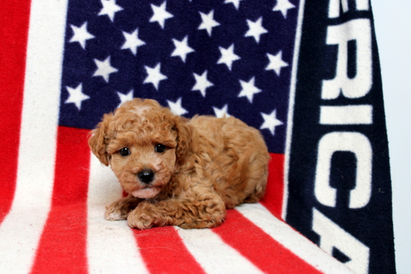 puppy, for, sale, Toy Poodle, Matthew B. Stoltzfus, dog, breeder, Gap, PA, dog-breeder, puppy-for-sale, forsale, nearby, find, puppyfind, locator, puppylocator, aca